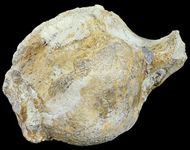 Fossil Brontotherium (Titanothere) Vertebrae - South Dakota #53683